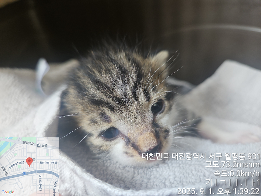 보호중 한국 고양이…