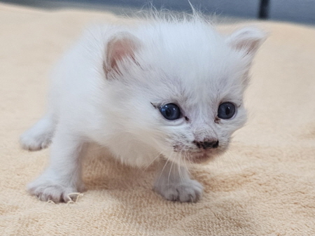 원주시동물보호센터_442419202500653