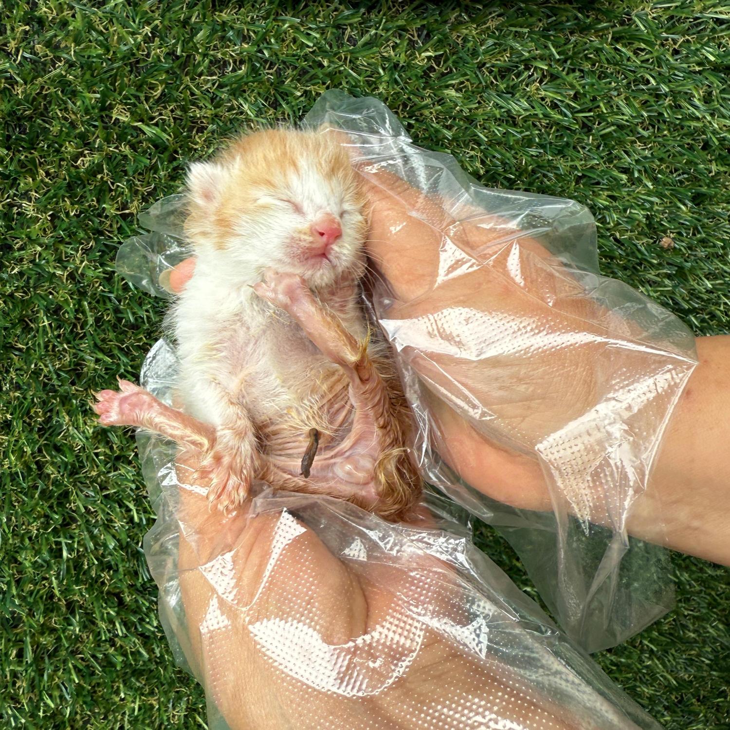 종료(자연사) 한국…