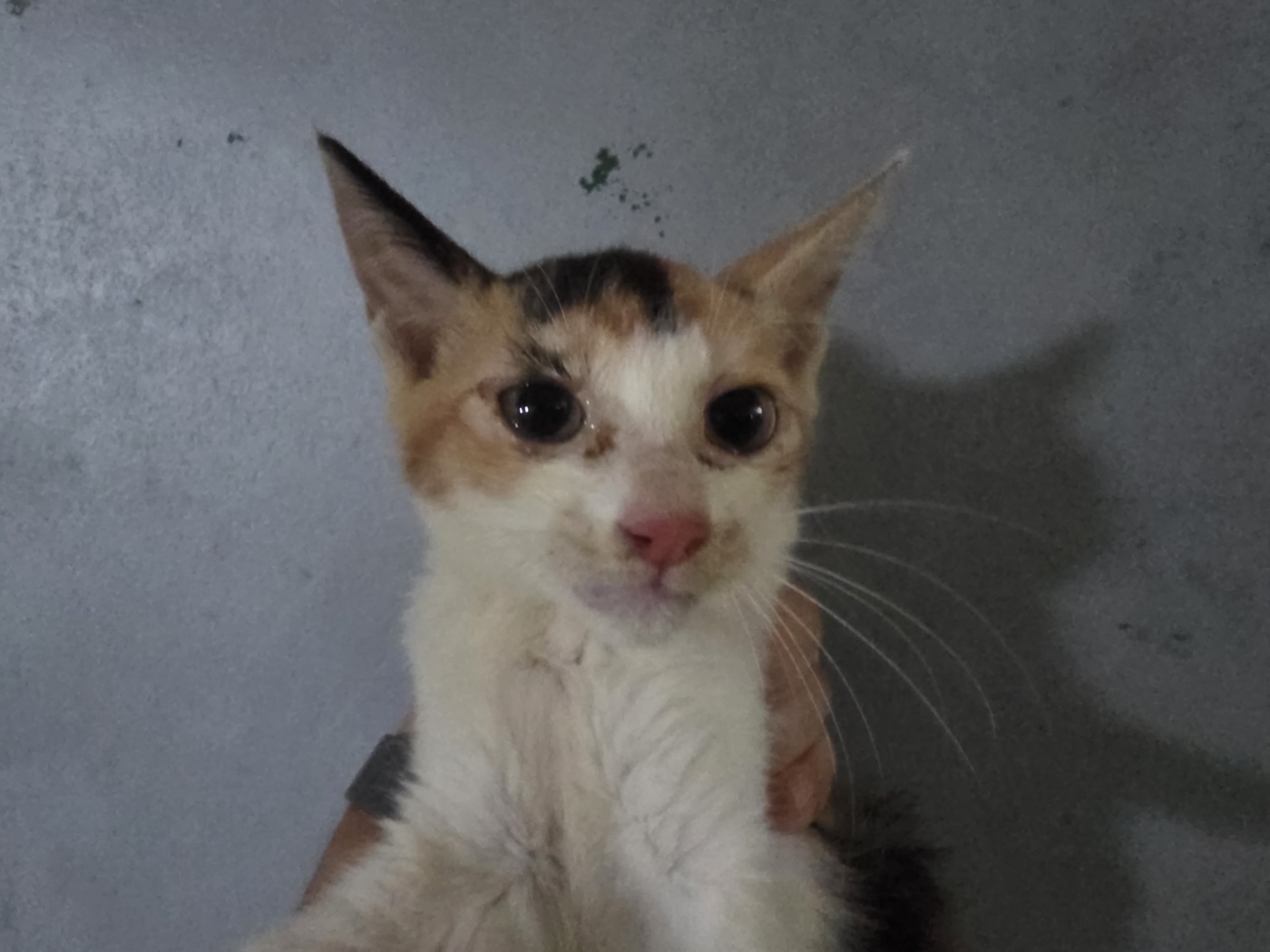 보호중 한국 고양이…