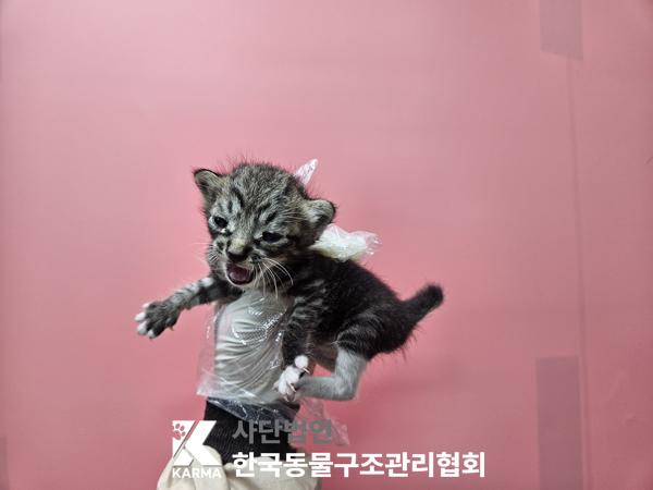 종료(자연사) 한국…