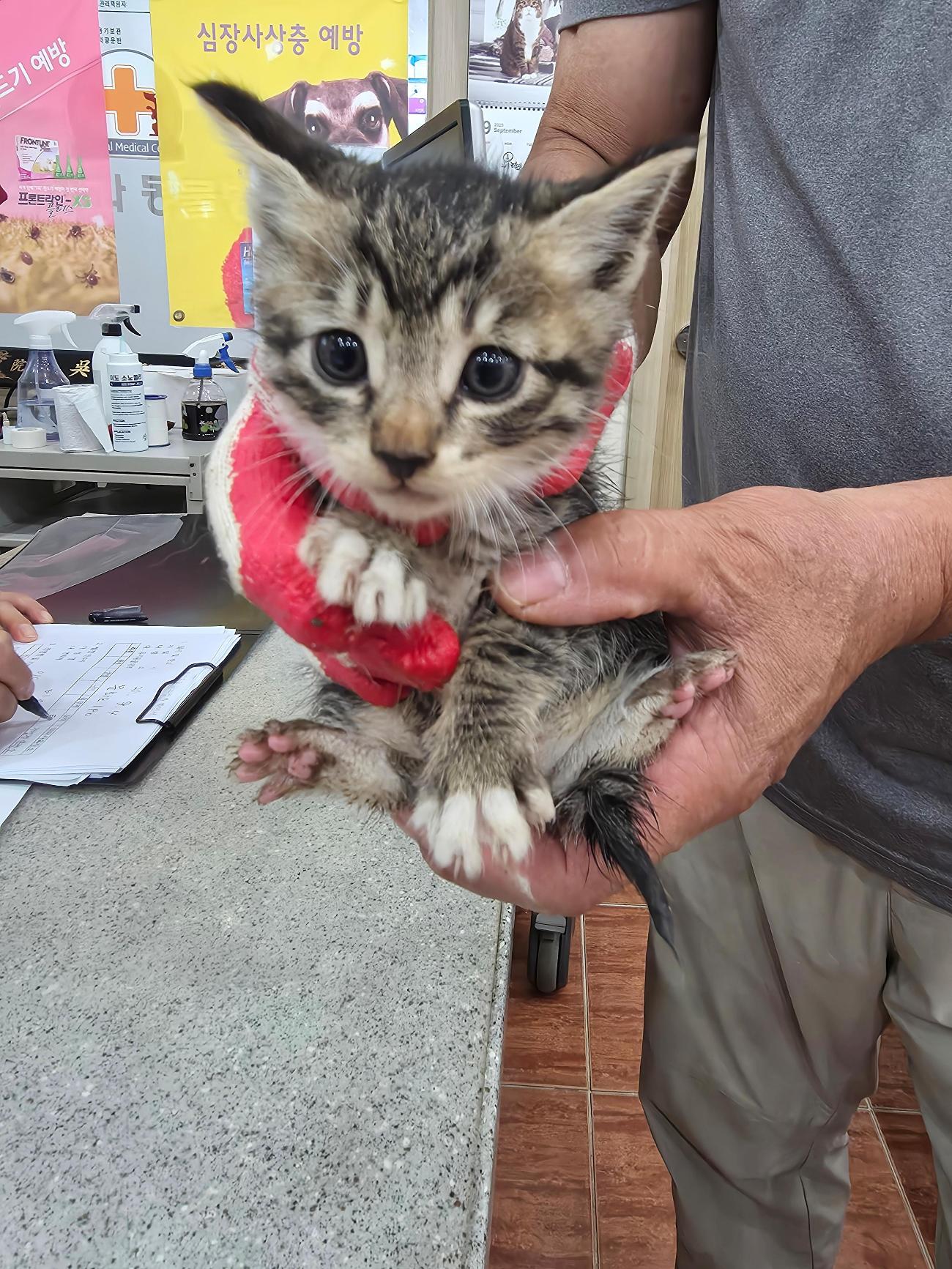 보호중 한국 고양이…