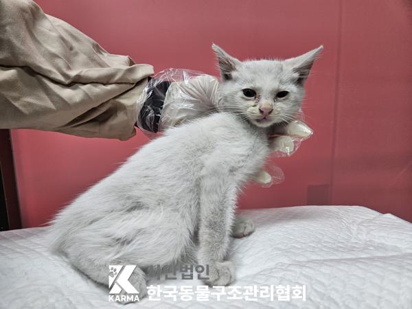 보호중 한국 고양이…