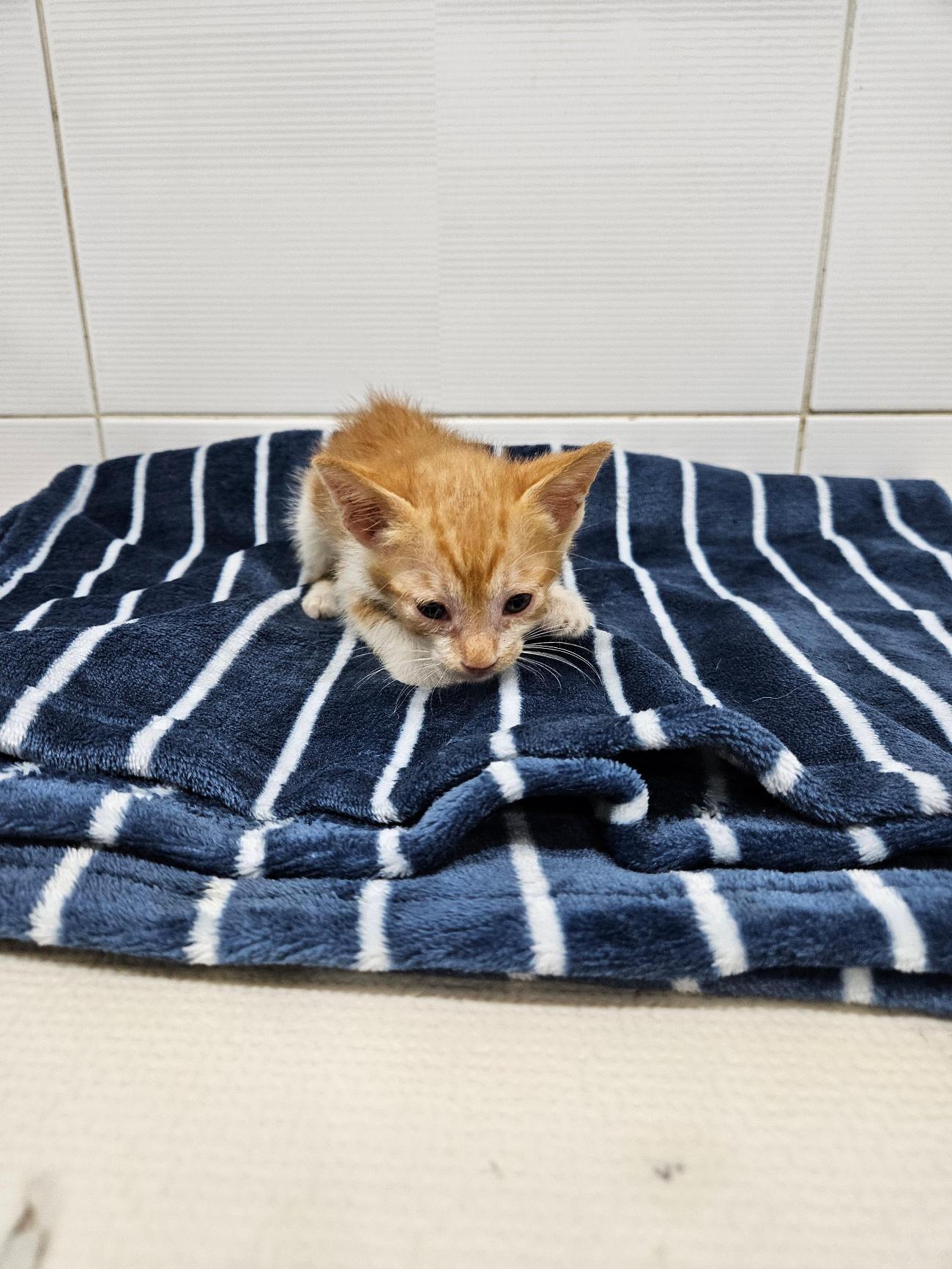 보호중 한국 고양이…