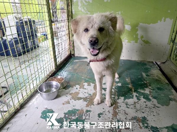 보호중 믹스견의 가…