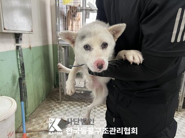 보호중 믹스견의 가…