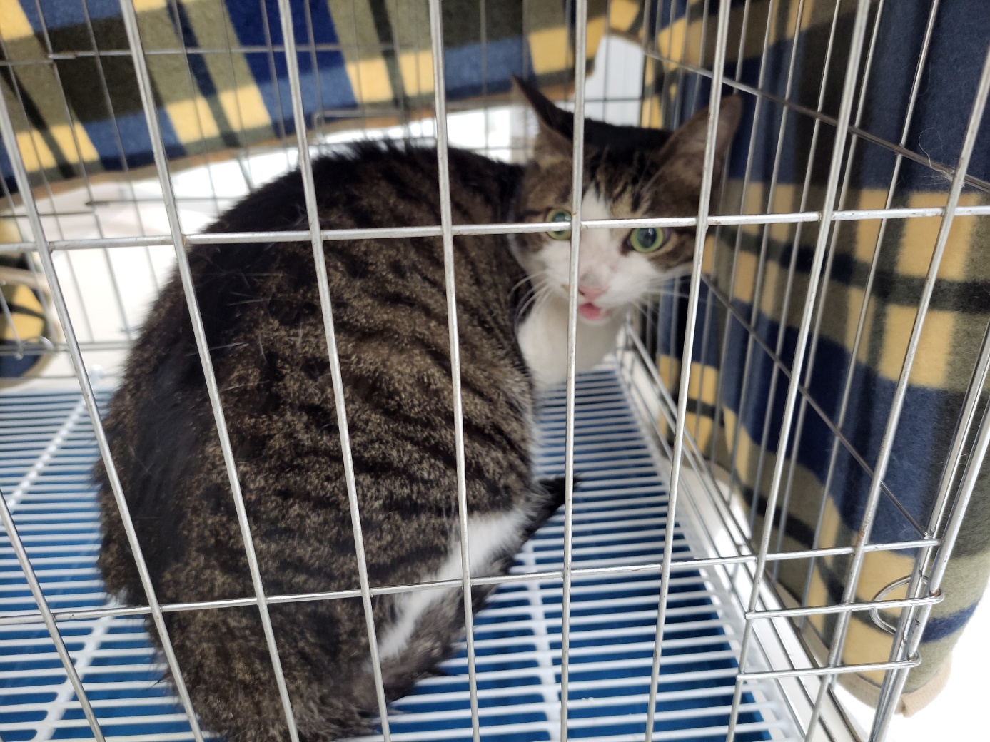 보호중 한국 고양이…