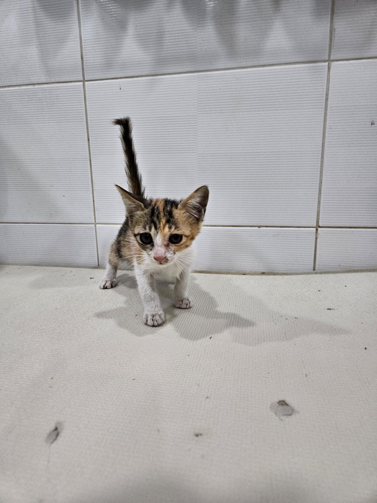 보호중 한국 고양이…
