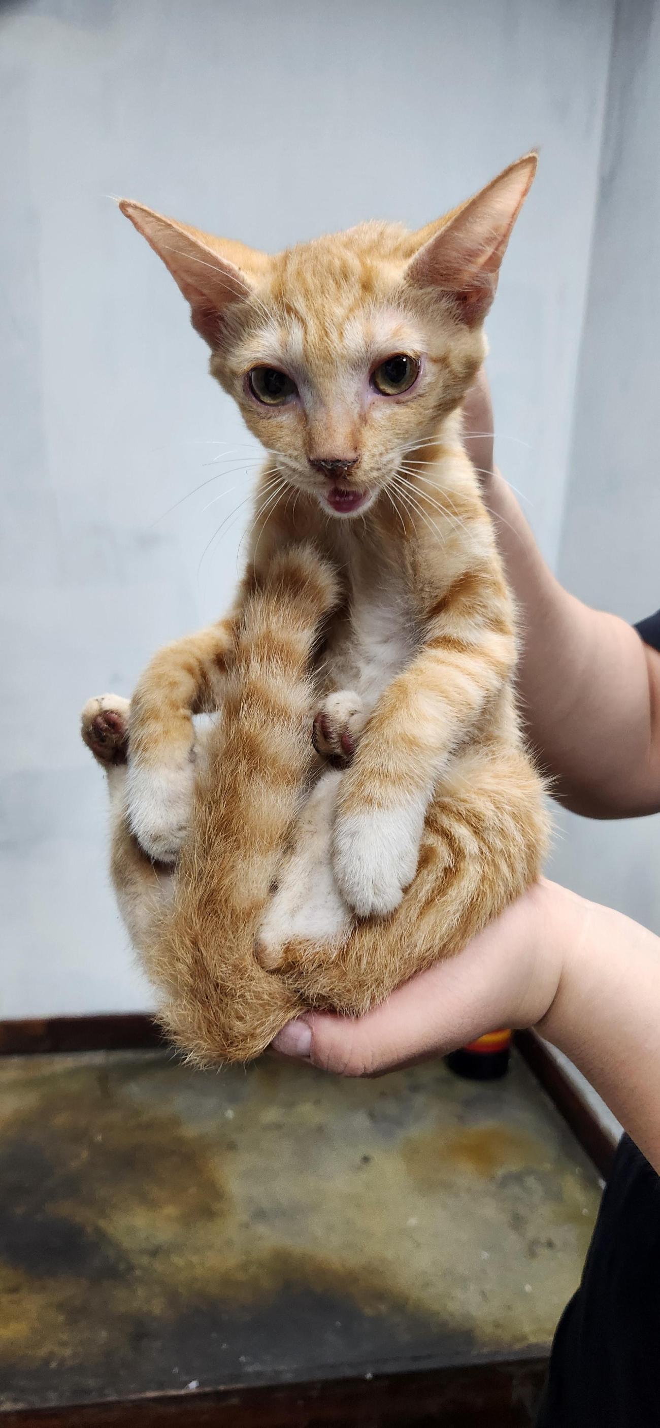 보호중 한국 고양이…