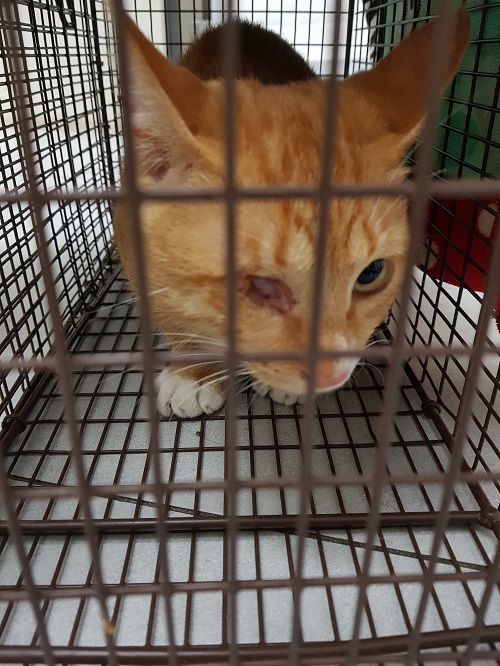 조재진동물병원_428354202500767