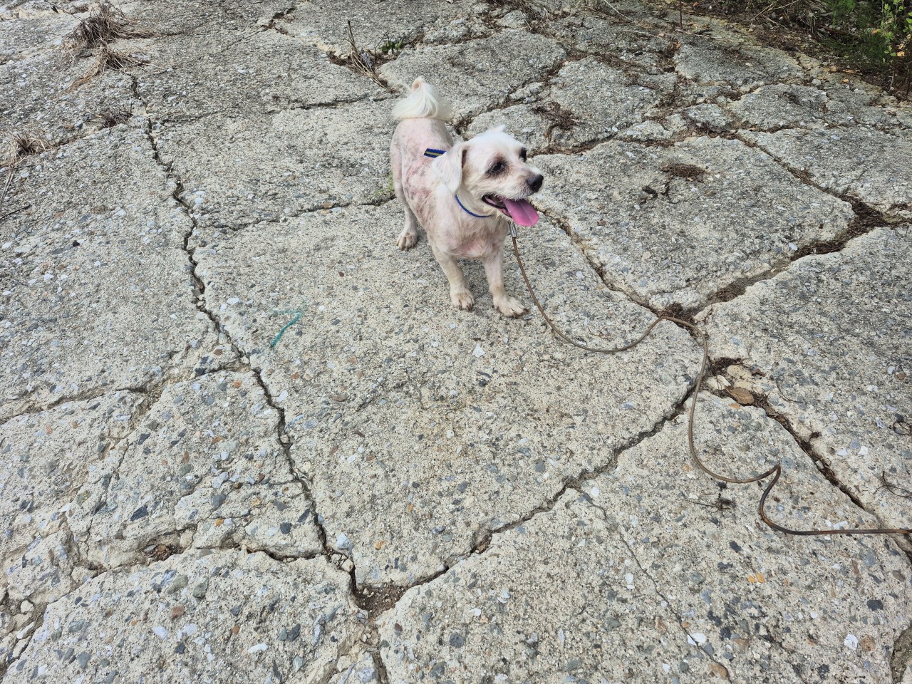 산청동물보호센터_448545202500368