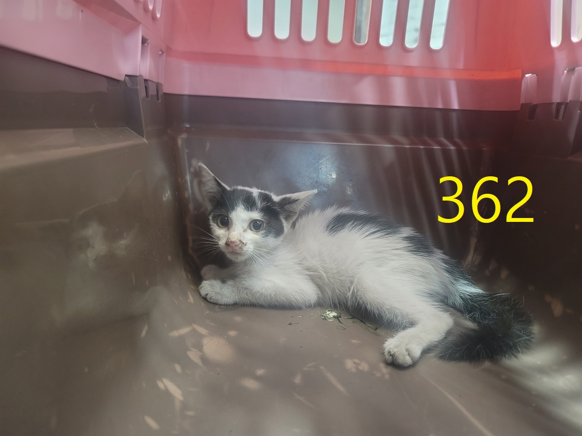 신영재동물병원_428355202500579
