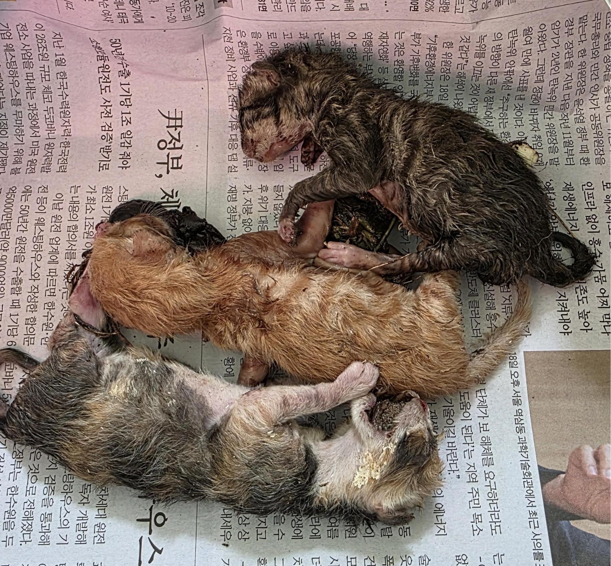 종료(자연사) 한국…