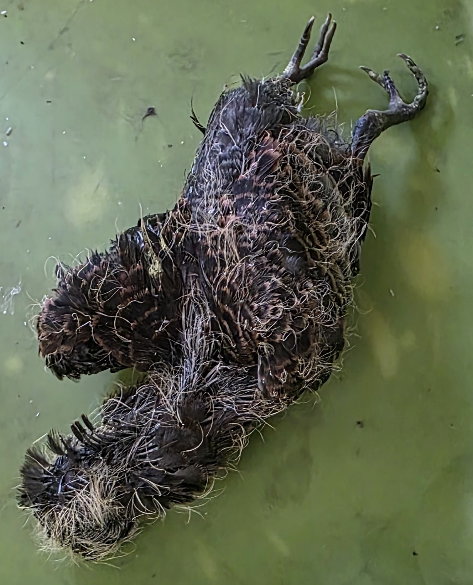 종료(자연사) 기타…