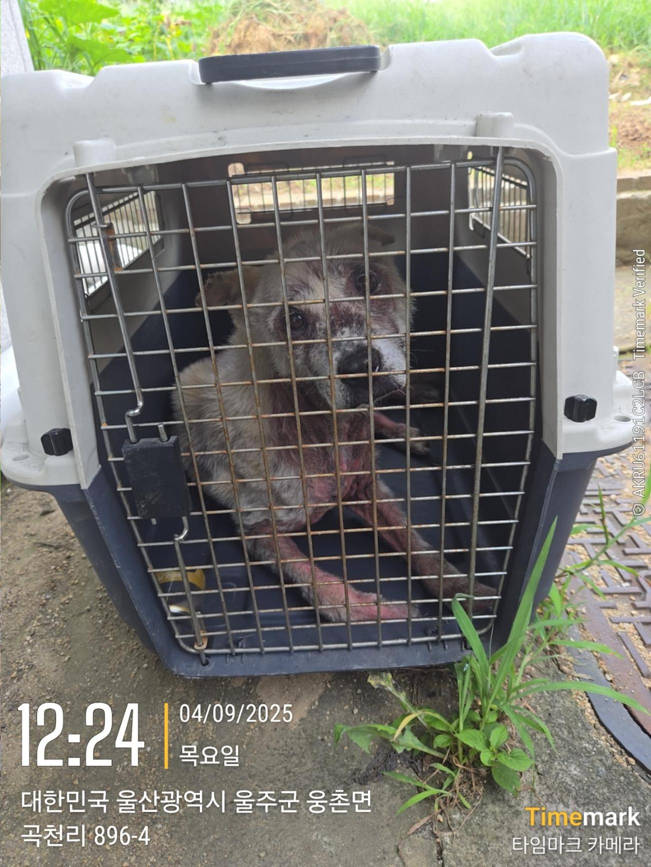 보호중 믹스견의 가…
