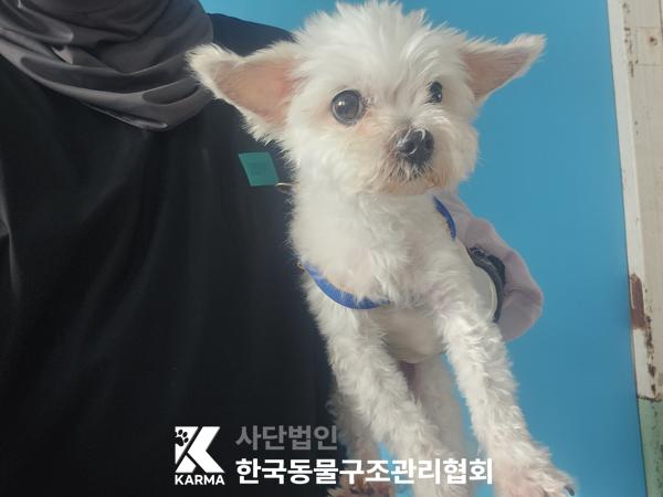 보호중 말티즈의 가…