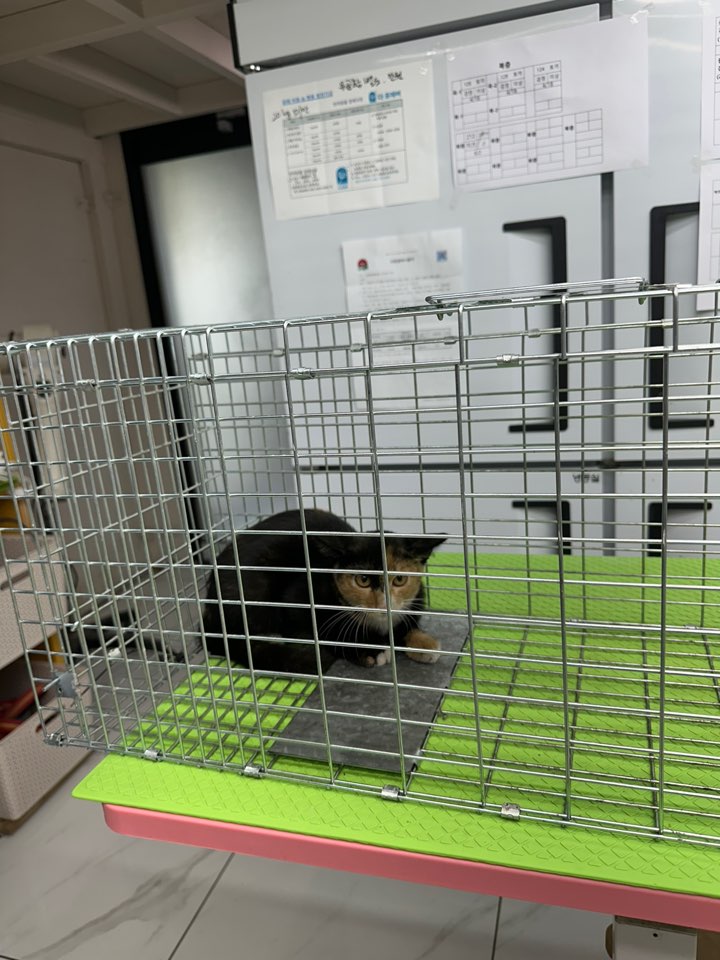 보호중 한국 고양이…