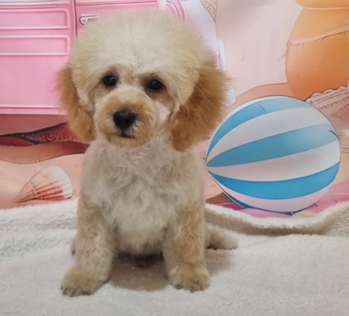 양양군유기동물보호소_442435202500242