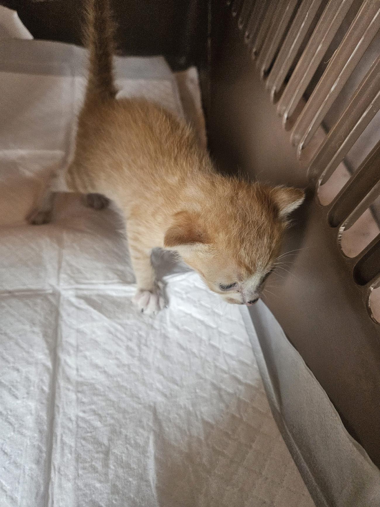 종료(자연사) 한국…