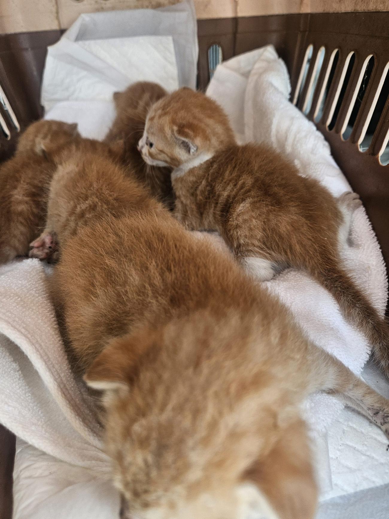 보호중 한국 고양이…