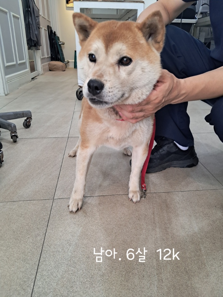 보호중 시바의 가족…