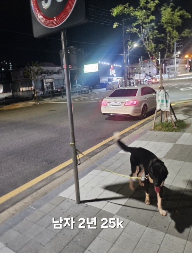 보호중 믹스견의 가…