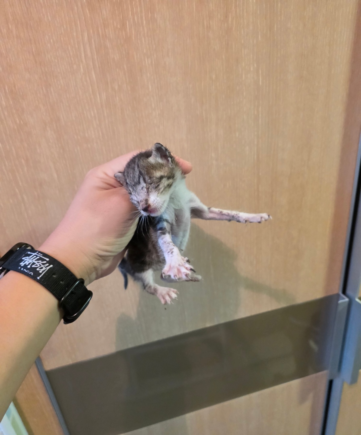 보호중 한국 고양이…