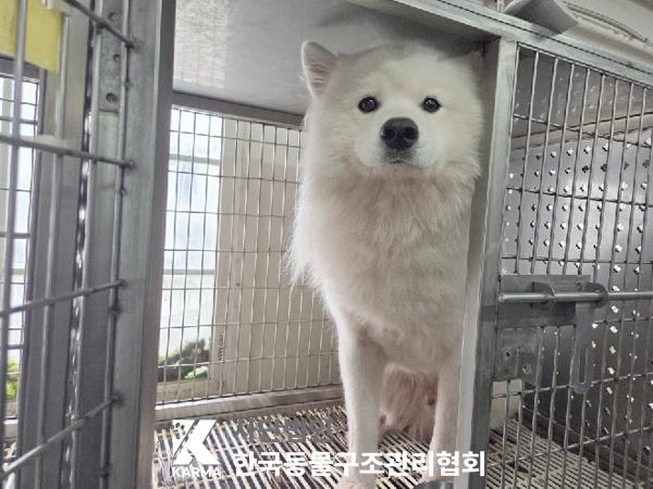 보호중 사모예드의 …
