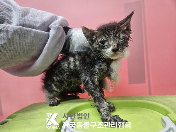 종료(자연사) 한국…