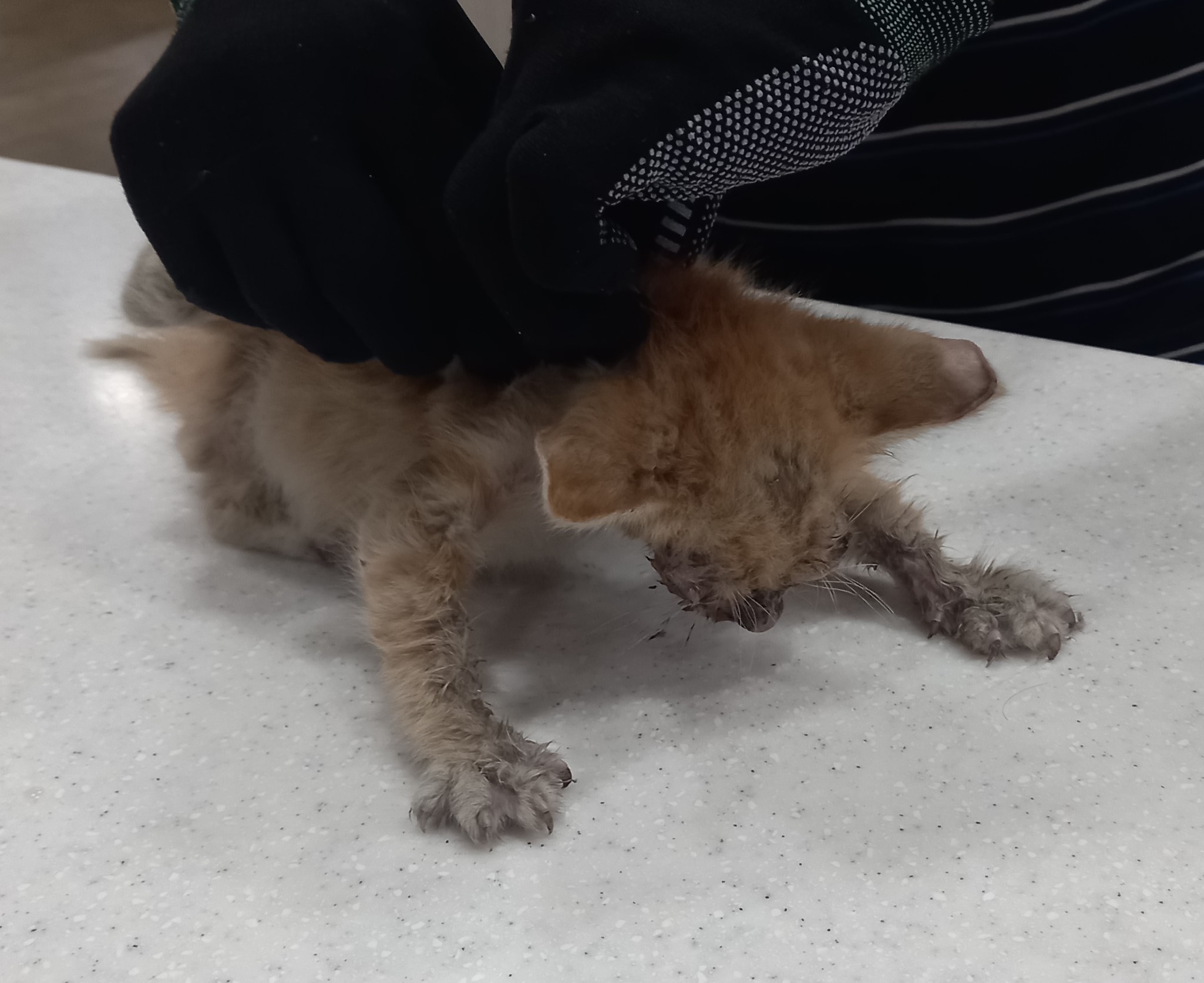 종료(자연사) 한국…