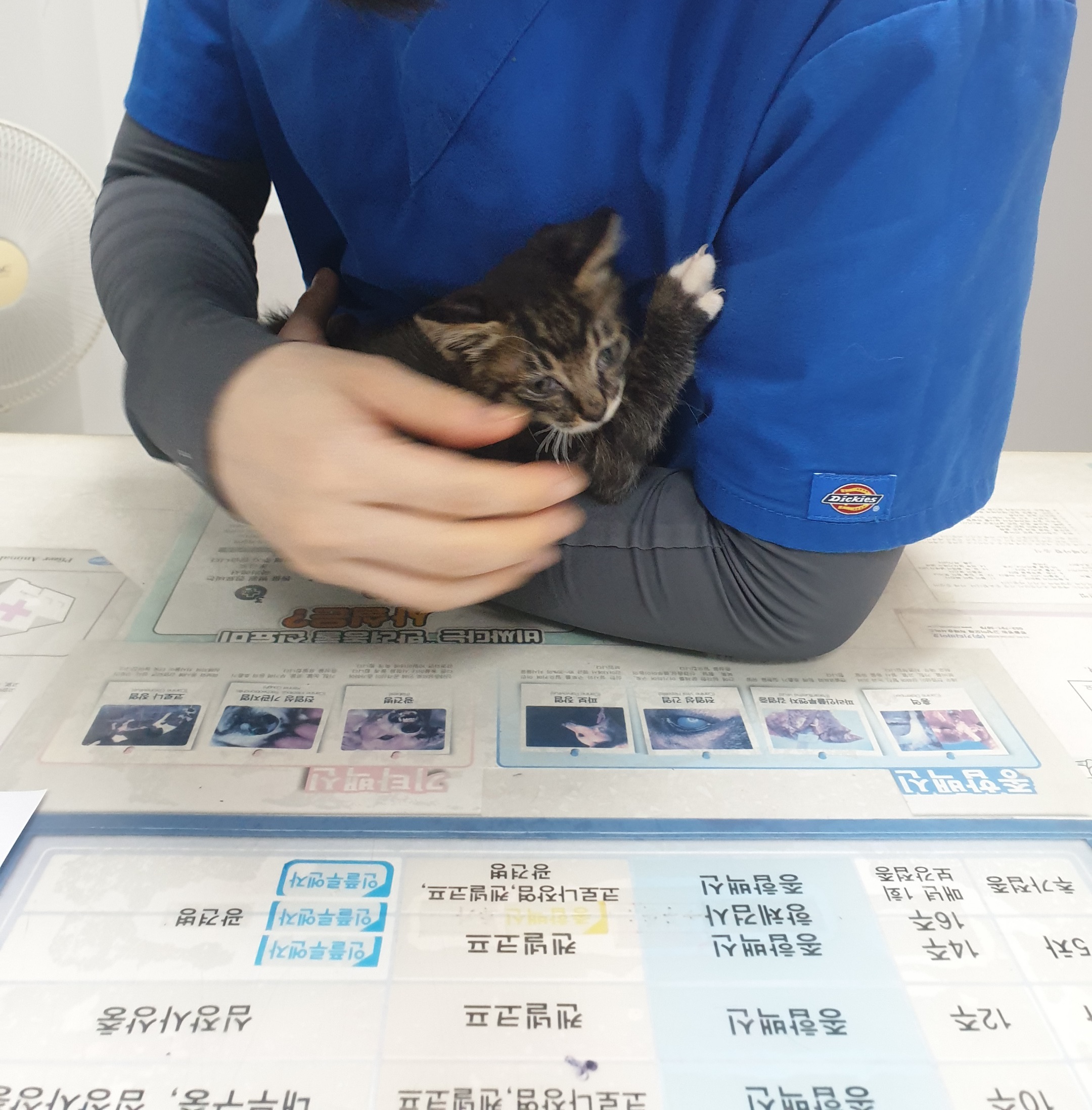 보호중 한국 고양이…