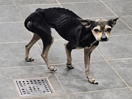 보호중 믹스견의 가…