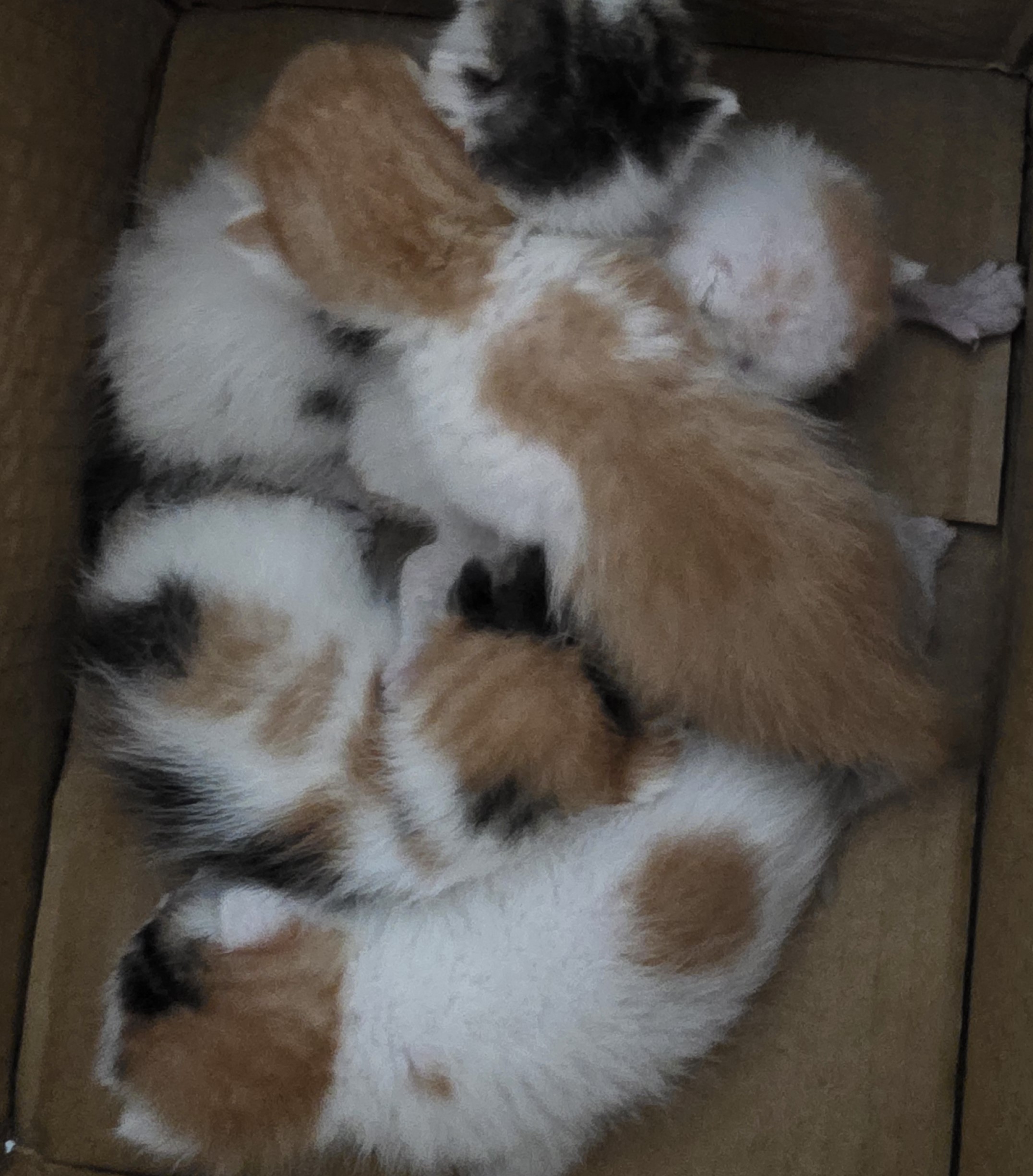 대구유기동물보호센터_427342202500664