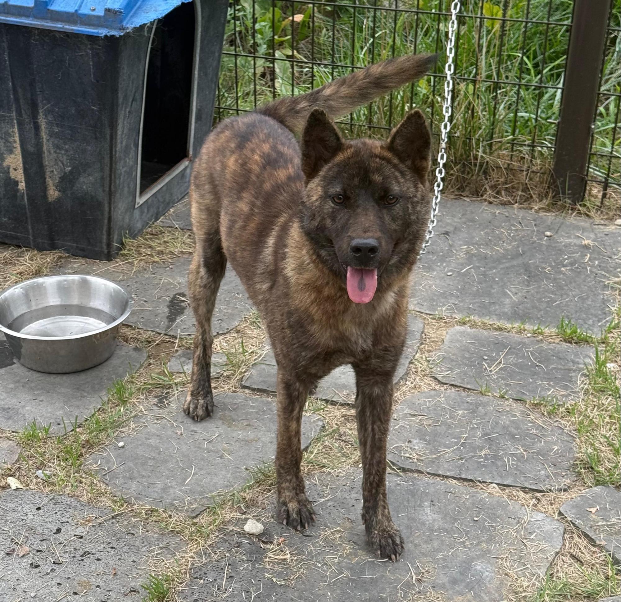 강릉시 동물사랑센터_442420202500481