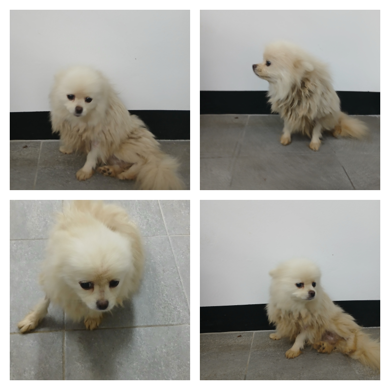 구미시 동물보호센터_447508202500912