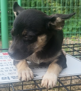 의령군 동물보호센터_448539202500282