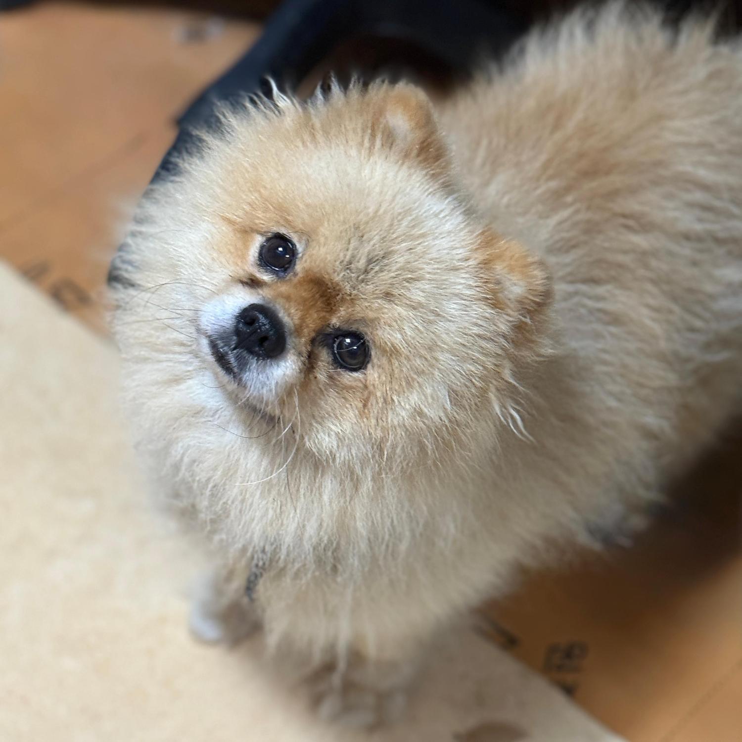 보호중 포메라니안의…