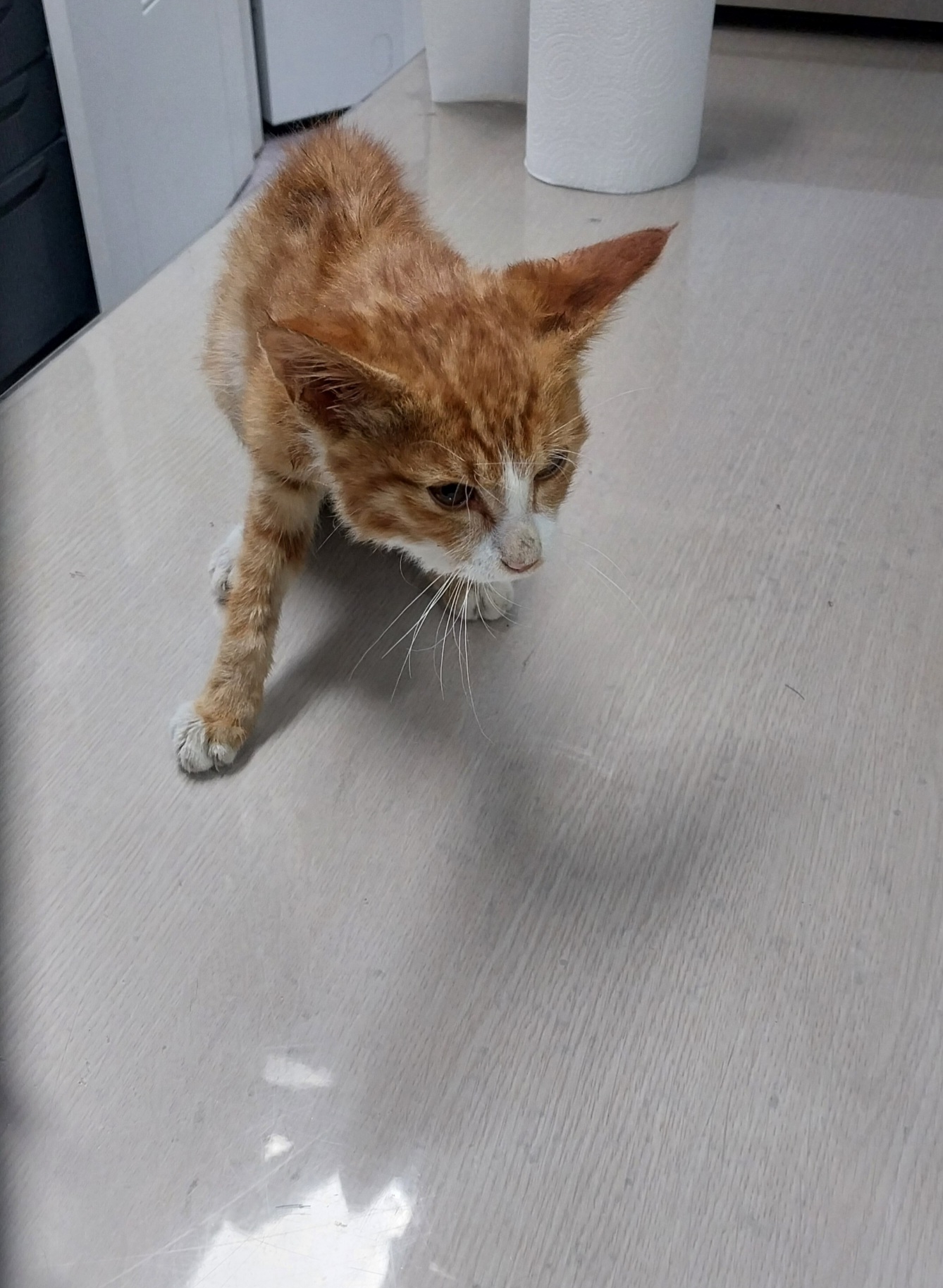 보호중 한국 고양이…