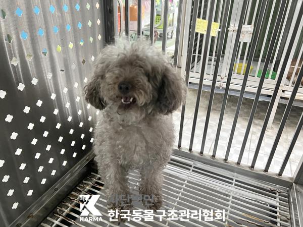 보호중 푸들의 가족…