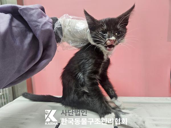보호중 한국 고양이…