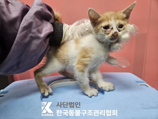 보호중 한국 고양이…
