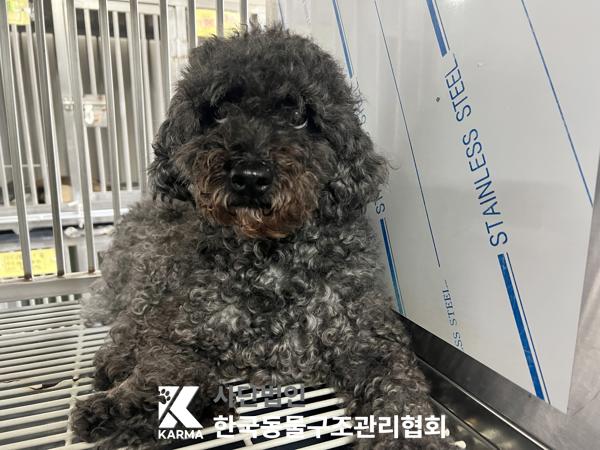 한국동물구조관리협회_411322202500478