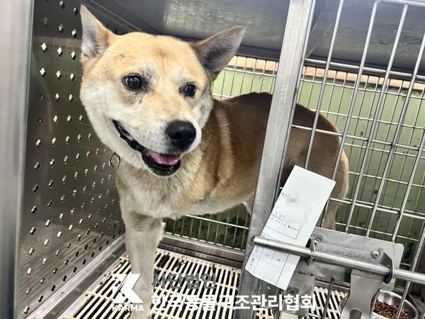 종료(반환) 믹스견…