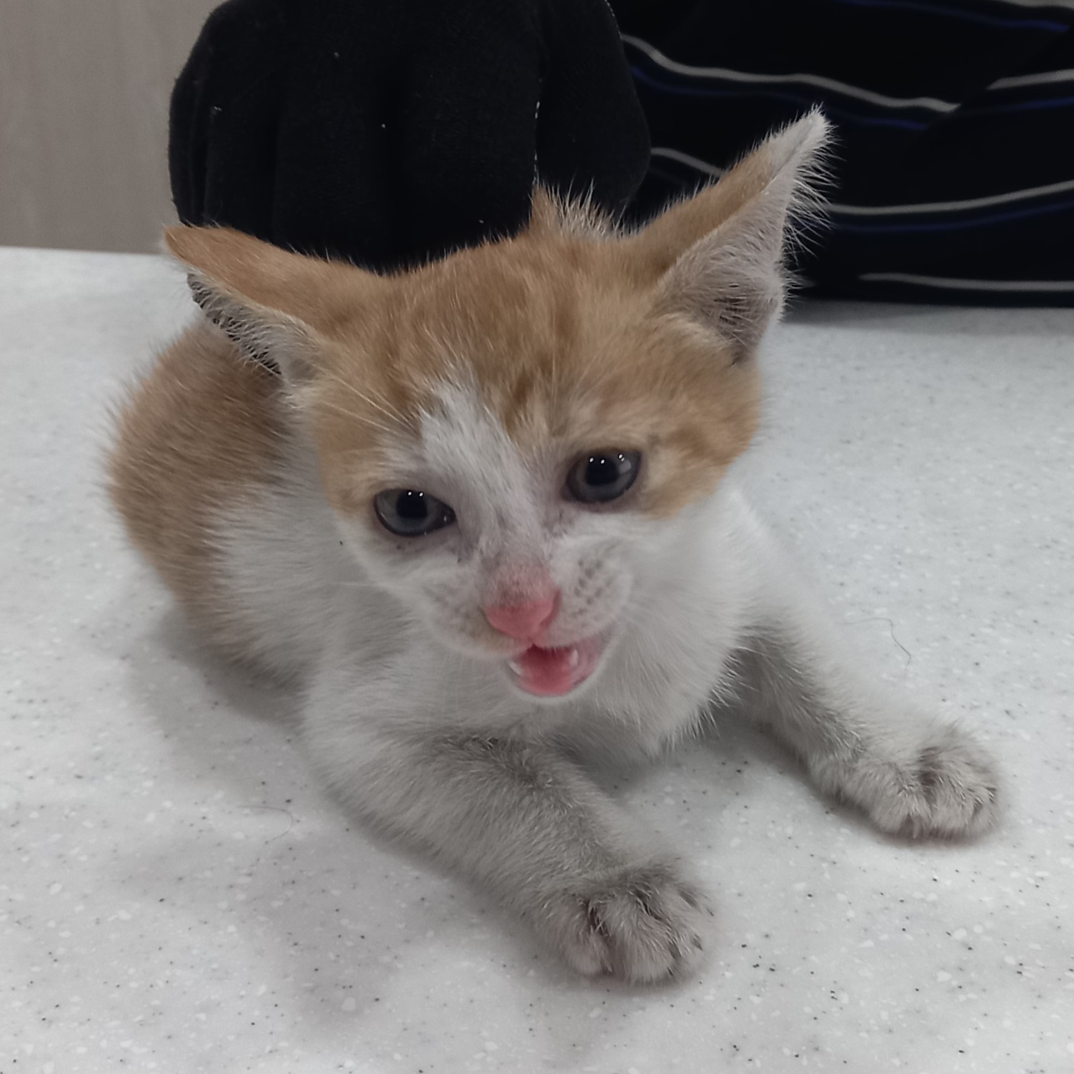보호중 한국 고양이…