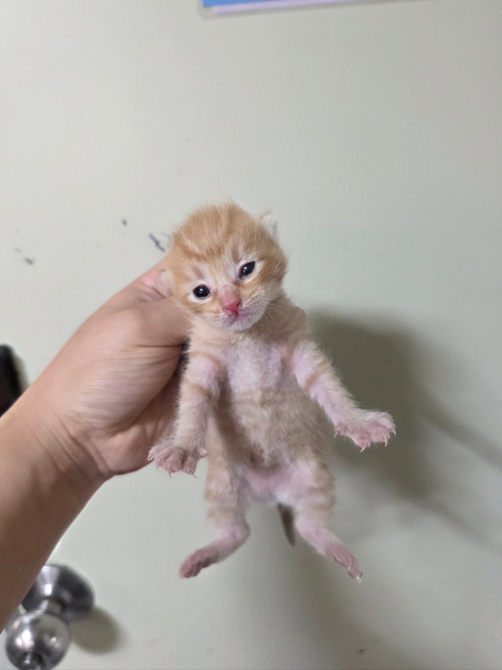 부산동물보호센터_426332202500608