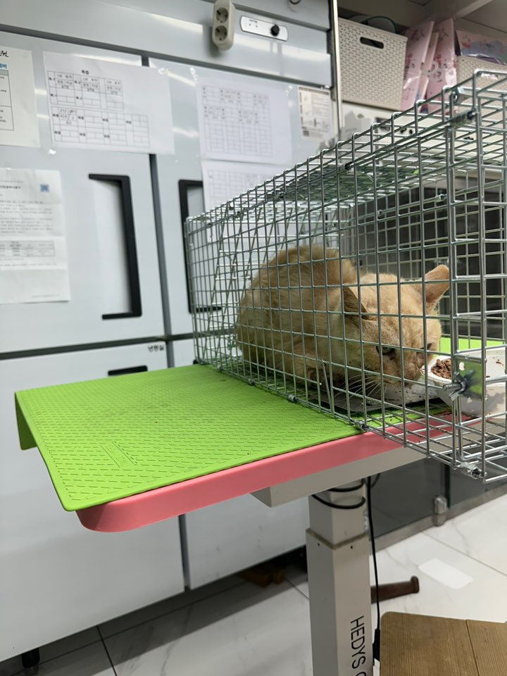 종료(자연사) 한국…