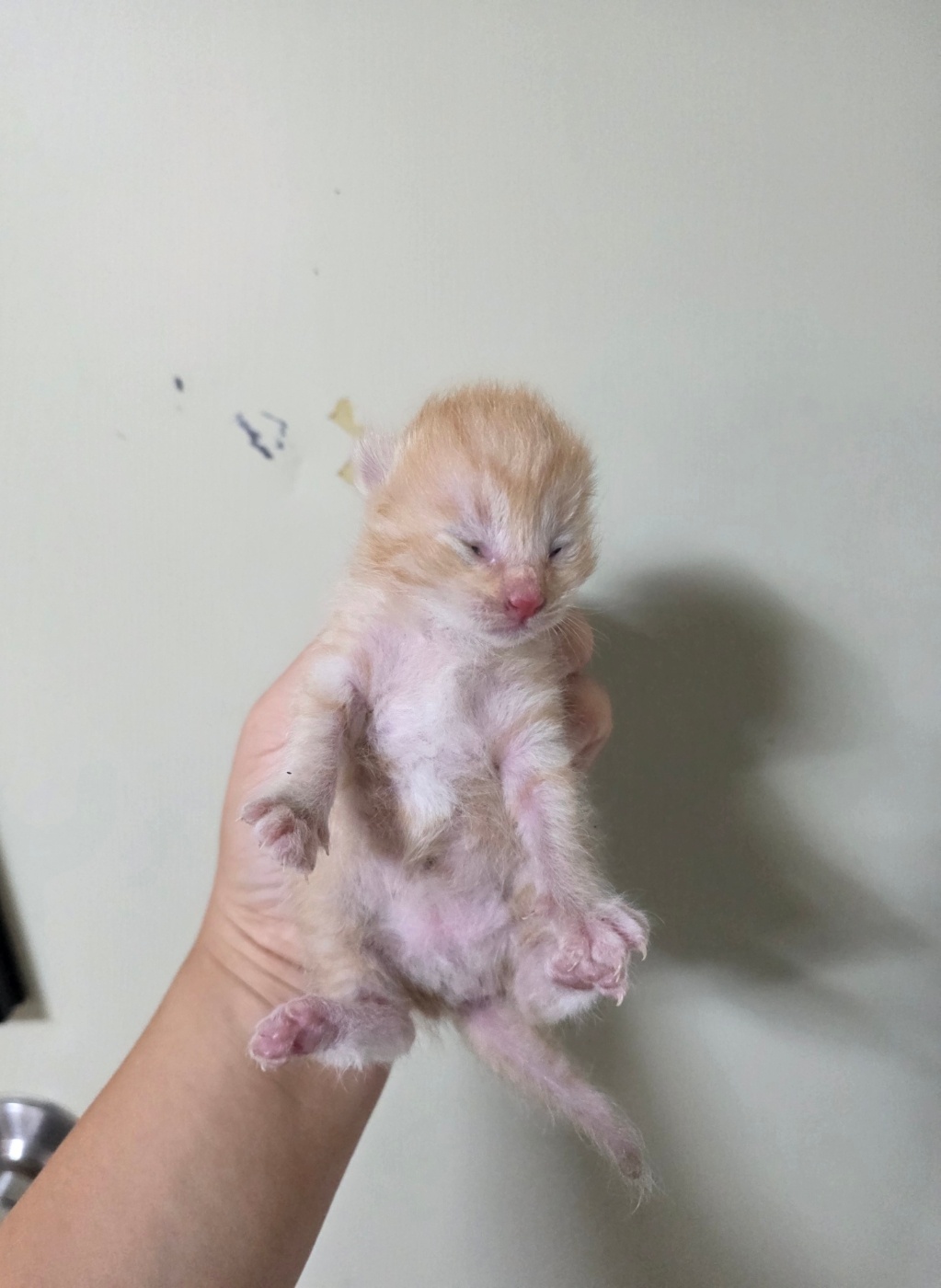 부산동물보호센터_426332202500610