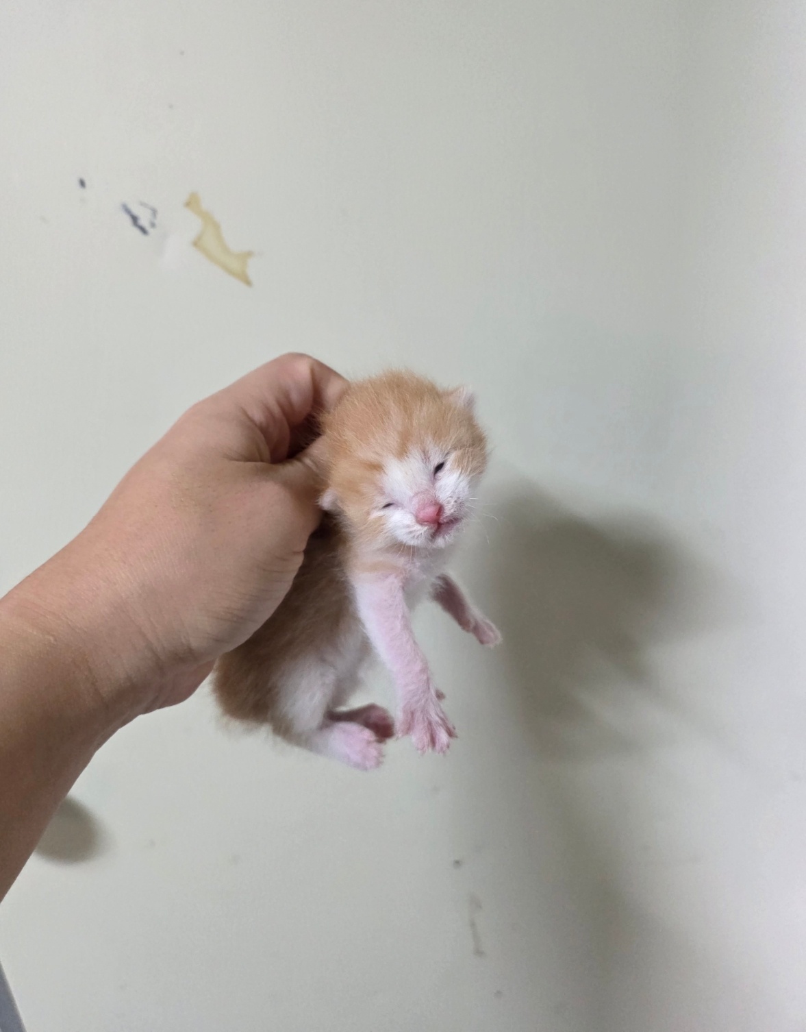 보호중 한국 고양이…