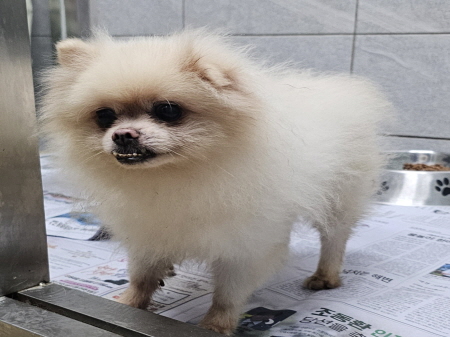 원주시동물보호센터_442419202500670