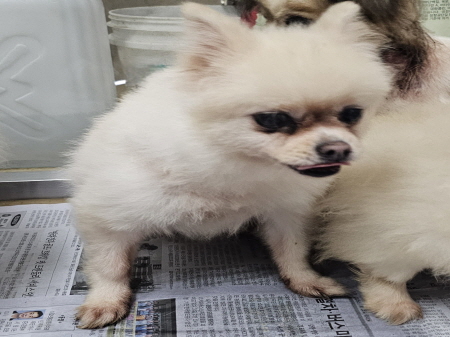 원주시동물보호센터_442419202500673